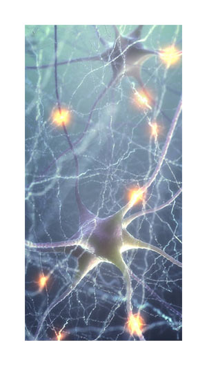 synapses of the brain